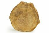 Fossil Ichthyosaur (Brachypterygius) Vertebra - England #351051-1